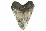 Serrated, Fossil Megalodon Tooth - Indonesia #238953-2